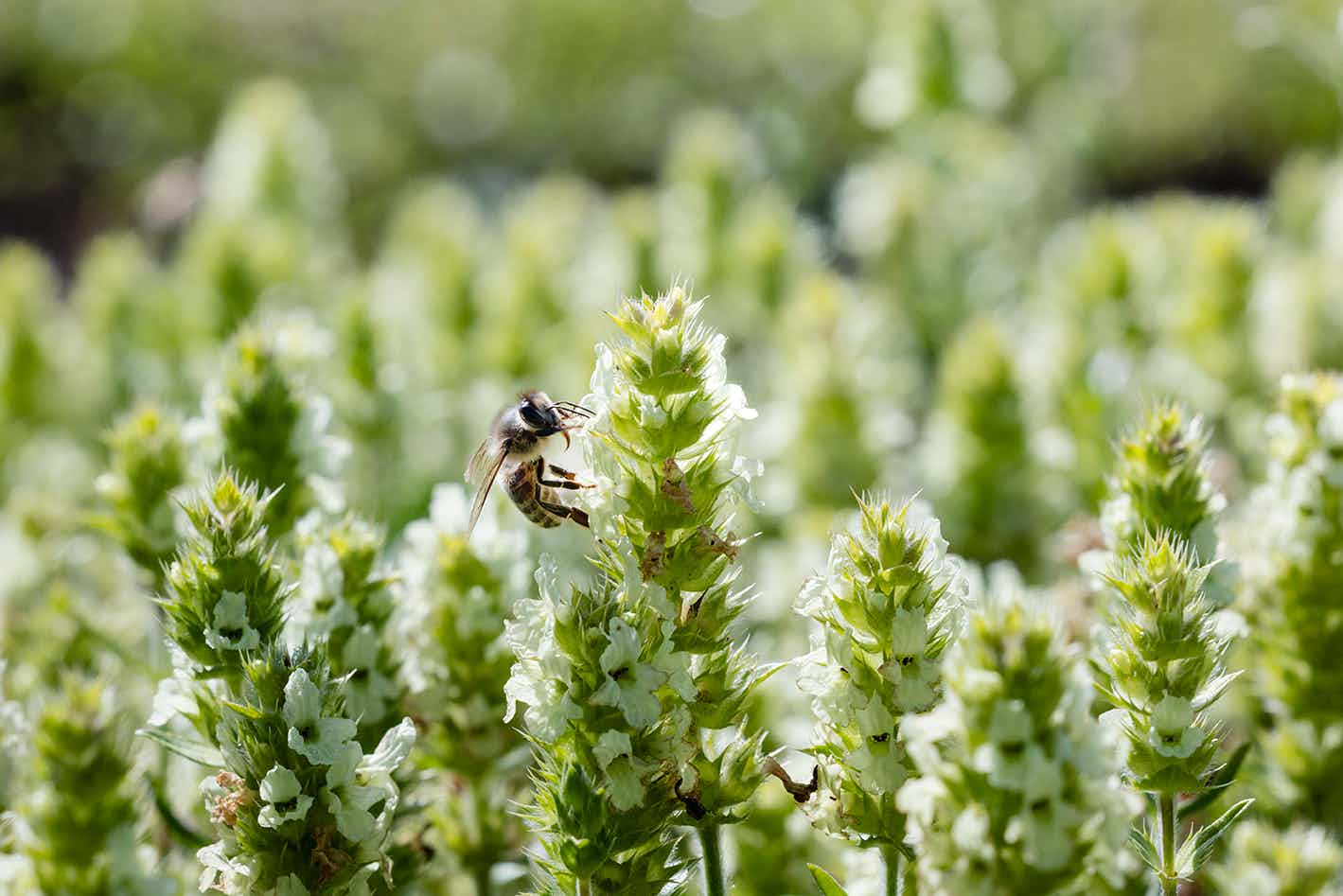Herb Garden Nenzlingen